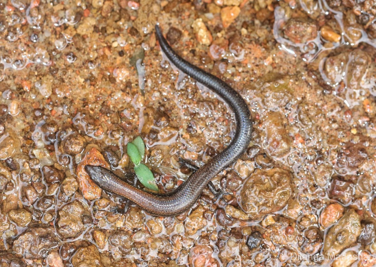 Lankascincus taprobanensis Kelaart, 1854